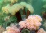 Мягкие кораллы, актинии Метридиум