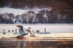 Лебеди-кликуны на зимовке
