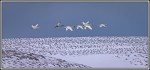 Лебеди над Командорской тундрой